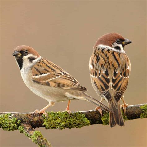 Sparrow in a tree