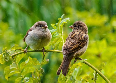 Sparrow perched on a branch