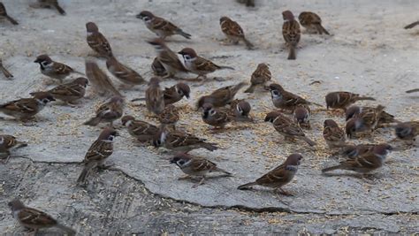 Sparrow on the ground