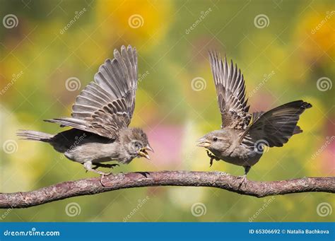 Sparrow pair bonding