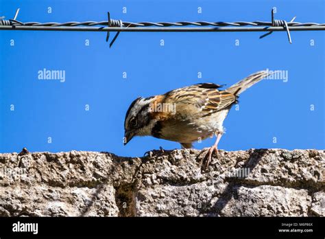 Sparrow perched on a wire