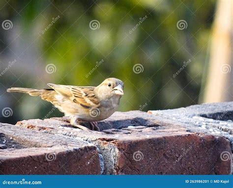 Sparrow perched on a wire