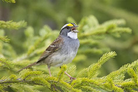 Sparrow singing in a tree