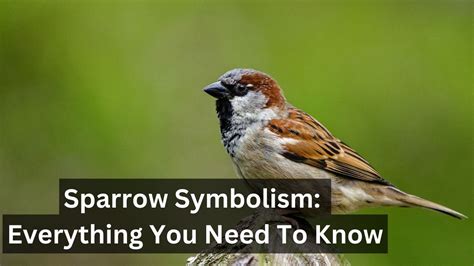 Sparrow perched on a branch