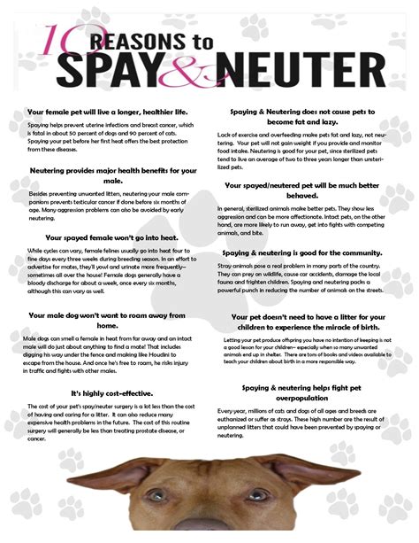 spay neuter requirements