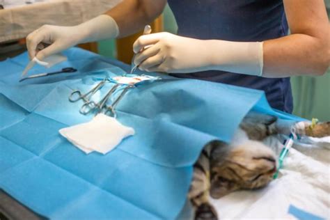 Spaying and neutering pets in Guilford