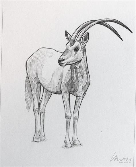 Species drawing