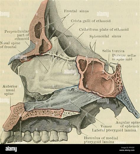 Anatomy of the Sphenoid Sinus