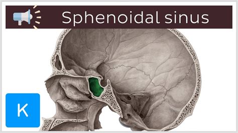 Sphenoidal Sinuses Diagram