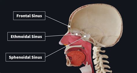 Sphenoidal Sinuses Anatomy