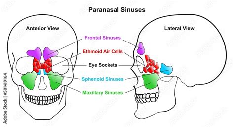 Sphenoidal Sinuses Diagram