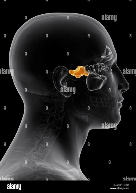 Sphenoidal Sinuses Treatment