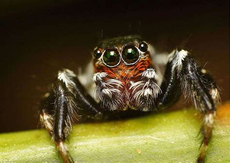 Spider behavior image