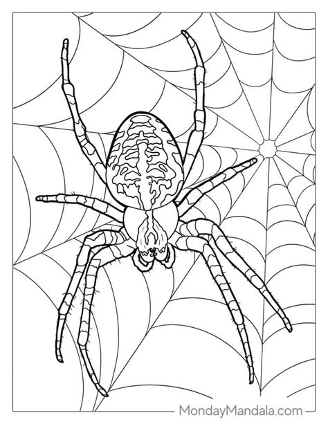 Spider Coloring Pages for Adults