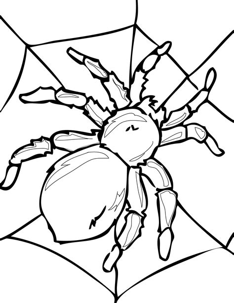 Spider Coloring Pages Educational