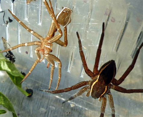 Spider conservation image