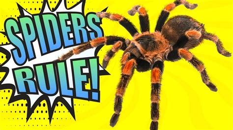 Spider education image