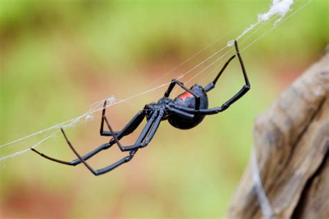 Spider habitat image