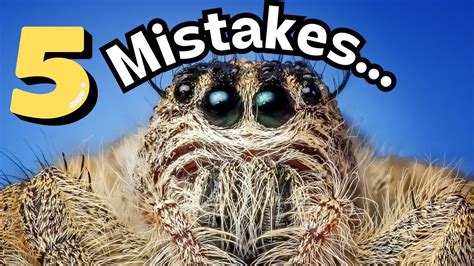 Common mistakes in spider drawing