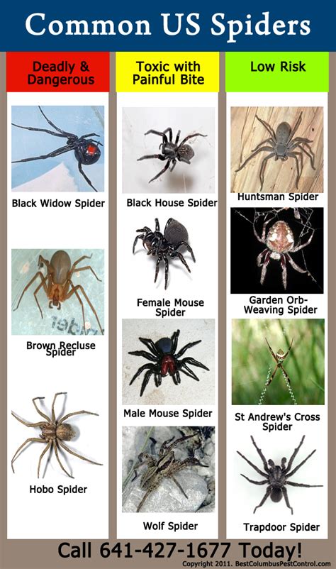 Spider species image