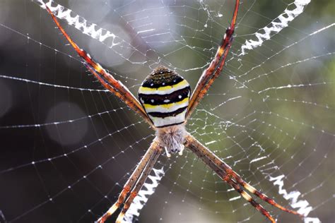 A Spunkie with a spider web effect created using cotton cobwebs