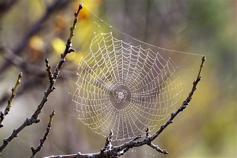 Spider Web