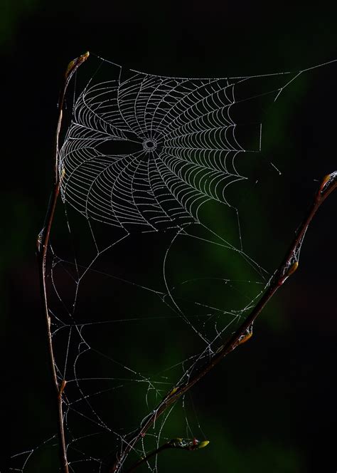 Spiderwebs on pictures meme