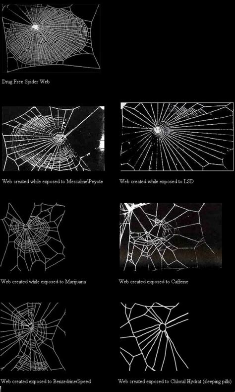 Spiderwebs on different substances meme