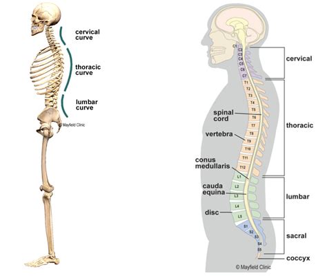 Spinal Curve