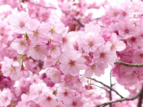 Spring Cherry Blossom Image