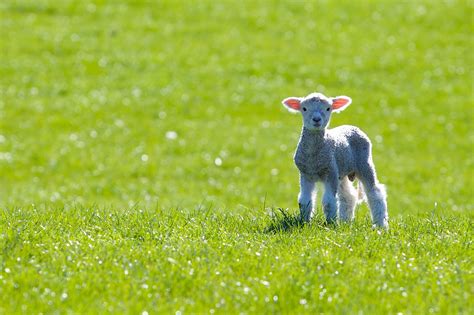 Spring Lamb