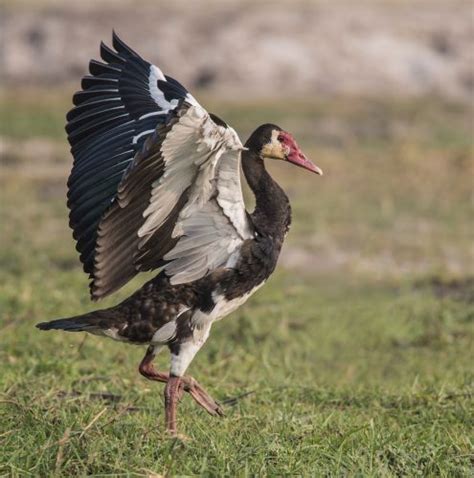 Spur-winged Goose in flight