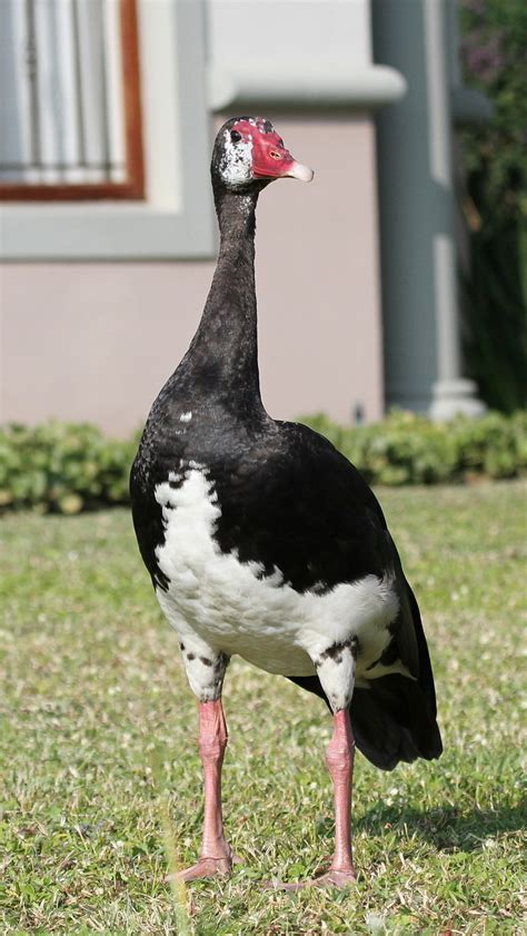 Spur-winged Goose chicks