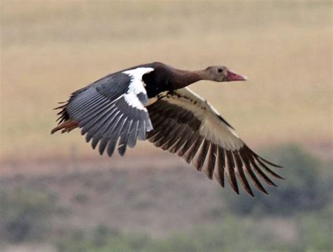 Spur-winged Goose facts