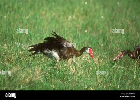 Spur-winged Goose feeding