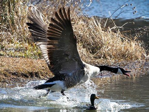 Spur-winged Goose habitat