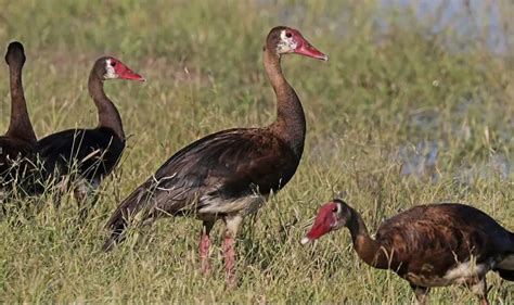 Spur-winged Goose habitat