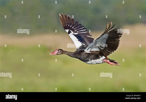 Spur-winged Goose in flight