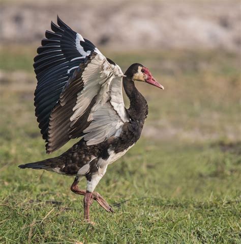 Spur-winged Goose migration