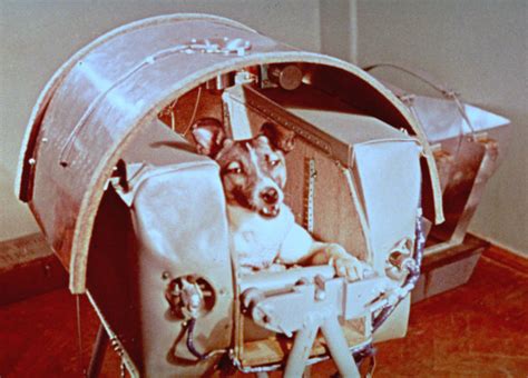 Sputnik 9c canine passenger