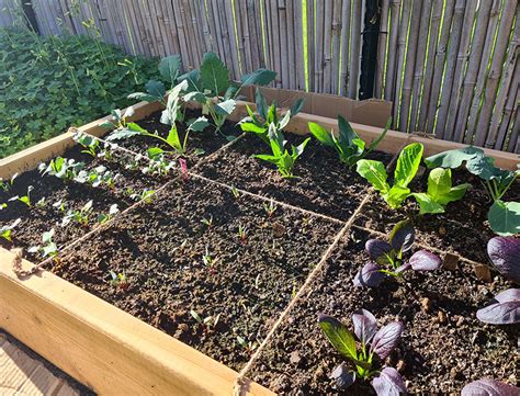 Square foot gardening benefits example