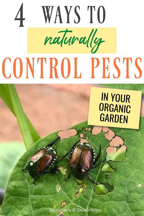 Square foot gardening pest control example