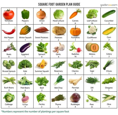 Square foot gardening plants example