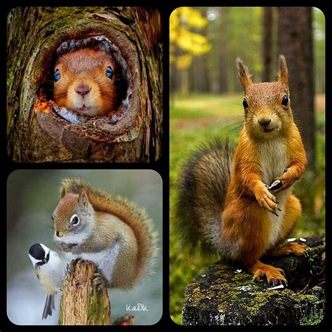 Squirrel Collage Template