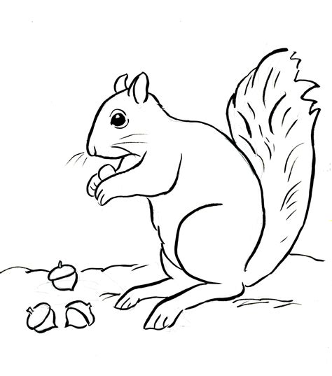 Squirrel Coloring Page Template