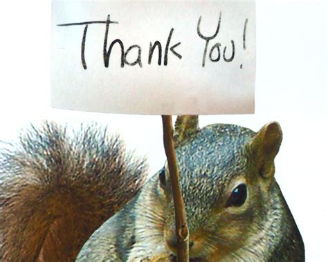 Squirrel Thank You Cards