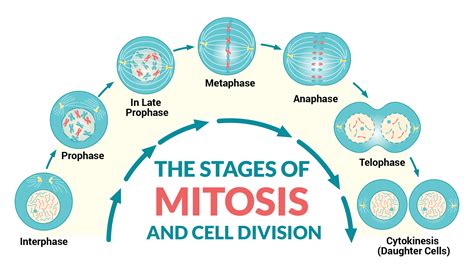 Stages of Mitosis