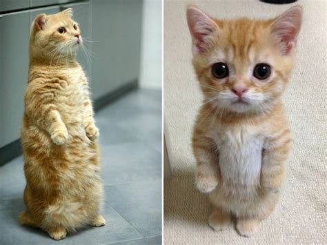 Standing cat with cute expression