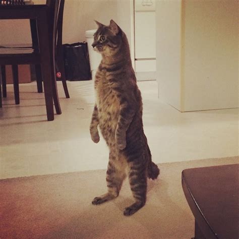 Standing cat with excited expression