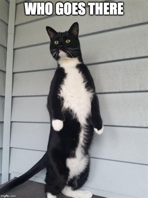 Standing cat meme 1